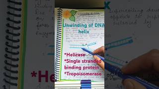 Unwinding of DNA helix  DNA replication helicase and unwinding shorts unwind dna replication [upl. by Fortune]