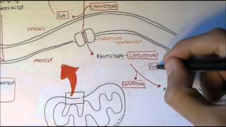 Human Metabolism Map VI  Fatty Acid Transporter [upl. by Eseerehs]