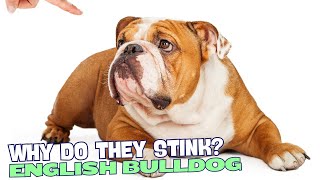 Why Do English Bulldogs Stink 🐶💨 [upl. by Monto]