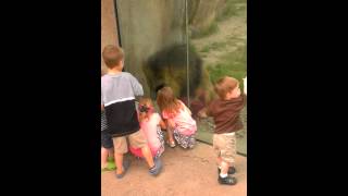 Playing with Arthur the Lion at the Peoria Zoo [upl. by Rasure453]