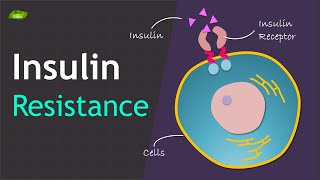 Insulin Resistance  Basics and Mechanism  Basic Science Series [upl. by Pearl]