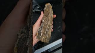 Petrified wood with sparkling quartz crystals discovered in North Texas [upl. by Nedrud673]