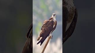 Vulture swallows big bone whole 😳🤯  🎥 Viralhog [upl. by Gnemgnok]