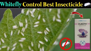 Whitefly Control Best Insecticide  Clasto Insecticide Tata Rallis New Product [upl. by Ahsatin]