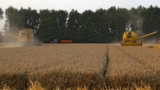 Two New Holland Clayson combines in action  140 amp 1545  Wheat harvest 2014  Holland [upl. by Lamee955]