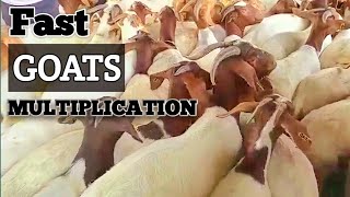 How to multiply your goats herd very FAST  Kimd Farm  2023 [upl. by Bowden]