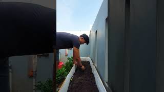 Berkebun di balkon atap rumah 114 garden [upl. by Ridinger]