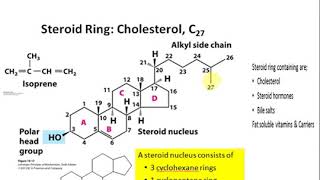 Derived lipids [upl. by Carce966]