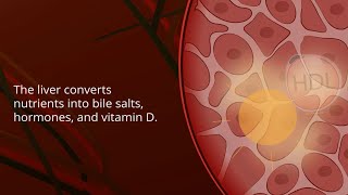 Nonalcoholic Fatty Liver Disease  Pathophysiology and Nursing Interventions [upl. by Eniamsaj694]