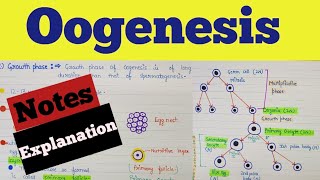 What is oogenesis  Oogenesis class 12  Oogenesis notes  Oogenesis process  Human reproduction [upl. by Wohlert]