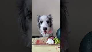 Give your puppy a taste of emu eggsrawbone [upl. by Ahsilla]