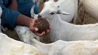 Goats and Kids Enjoying UreaMolasses Blocks at the Farm [upl. by Amaleta]