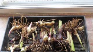 How to Overwinter Canna Lily Bulbs [upl. by Yhpos]