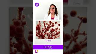 Fungi Microbiology SHORT  LevelUpRN [upl. by Arondel]