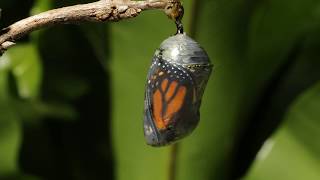 Monarch butterfly emerging time lapse [upl. by Aihsal]