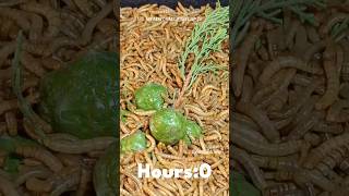 Mealworms Vs Cypress fruits timelapse mealworms insects food wormlapse insects fruit shorts [upl. by Daggett]