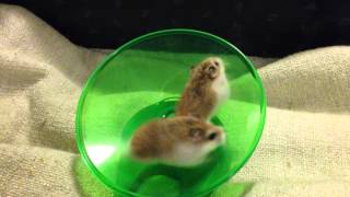 Hamsters Running and Spinning On Wheel  Very Funny [upl. by Derreg106]