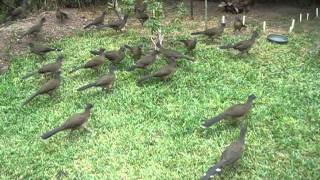 Chachalaca noon feeding time [upl. by Aela]