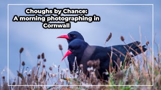 Choughs by Chance A Morning Photographing in Cornwall [upl. by Aglo]