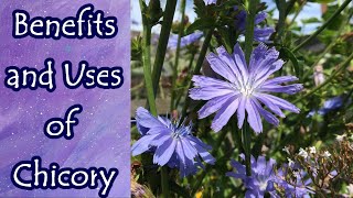 Benefits of Chicory [upl. by Nnairrehs]