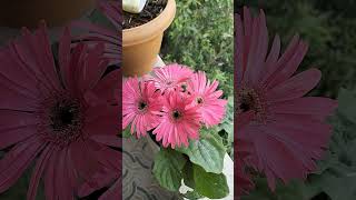 Gerbera Plant जेरबेरा [upl. by Anauqahc]