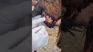 065 Liters Fluid Taken out From This Hens Belly [upl. by Ahsiekram]