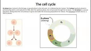 LEC V7 SUM Protein synthesis cell cycle wQ [upl. by Hairim]