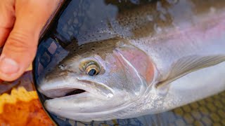 Catching Fall Steelhead  Low and Clear [upl. by Donell]