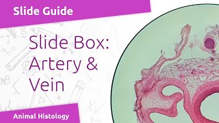 Virtual Slide Blood Vessels  Artery amp Vein [upl. by Kannan]