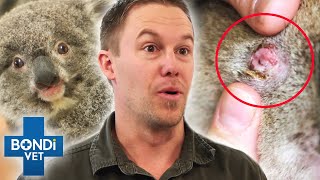 Top 5 Koalas In Danger 😨🐨 Wildlife Rescue  Bondi Vet Compilation  Bondi Vet [upl. by Currie]