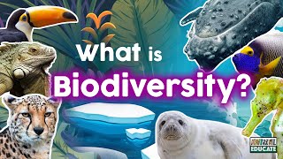 What is Biodiversity 🐍 🐋 🦈 🐊 🐅 🦍 🕷🌳 🌎 [upl. by Oicnerolf]