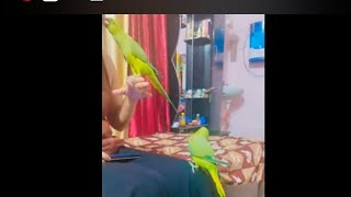 parrot TuuTuu got jealous funtu parrot new viral videoviralparrotviralvideo youtubefunnyyt [upl. by Pietra]