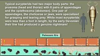 An Introduction To Jumping Spiders Classification amp Evolution [upl. by Nedlog]