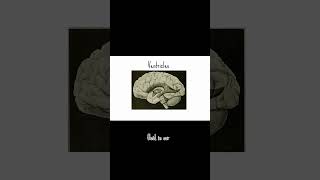 Whats in our brains besides the brain matter 👽 brains brainanatomy animation [upl. by Cochran654]