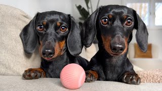 How do Dachshunds react to a wobbly ball [upl. by Assili694]