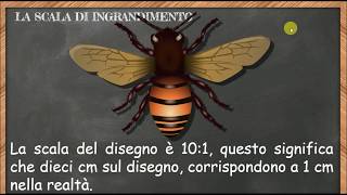 La scala di riduzione e di ingrandimento [upl. by Mendel]