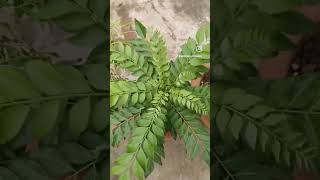 Tip for kddi ptta garden phalphoolaursabjiyaindoorplants [upl. by Whitelaw287]