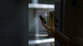 Crimson bellied conure breeding pair aviculture crimsonbelliedconurekeralabirds conure [upl. by Marras95]