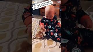 Cats and babies are best friends cat funnyanimal funny foryou pets shorts fyp funnyvideo [upl. by Suzanne]