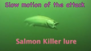 Underwater salmon Trolling wild Action GoPro [upl. by Bohner107]