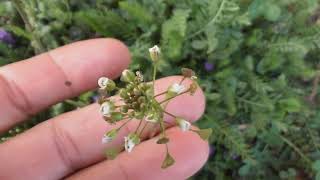 Capsella bursapastoris known by its common name shepherds purse [upl. by Yesnel636]