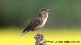 Der Feldschwirl  Grasshopper Warbler [upl. by Gewirtz]