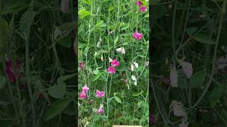 LATHYRUS ODORATUS quotRED ROVERquot marimarvlog3757 shourts [upl. by Wiles]