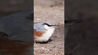 Beautiful nuthatch in March birds wildlife nature [upl. by Georgeanne]