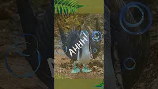 Blue Footed Booby WHOLE SONG OUT NOW sillyschoolsongs  educational shorts kidslearning [upl. by Stoecker]