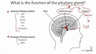 822 Pituitary Gland Structure and Function [upl. by Bartko]