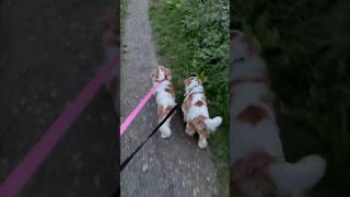 First Mile Walk Part 2 25924 cavalierkingcharles doglife subscribe [upl. by Gary453]