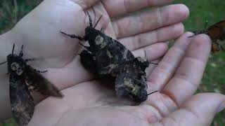 Deathshead Hawkmoths SQUEAKY SOUND [upl. by Artinad]