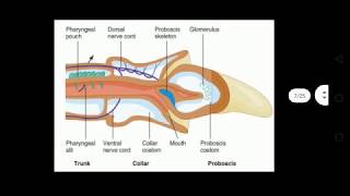 Hemichordata Enteropneusta [upl. by Desma818]