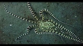 Facts The Mimic Octopus [upl. by Rothberg245]